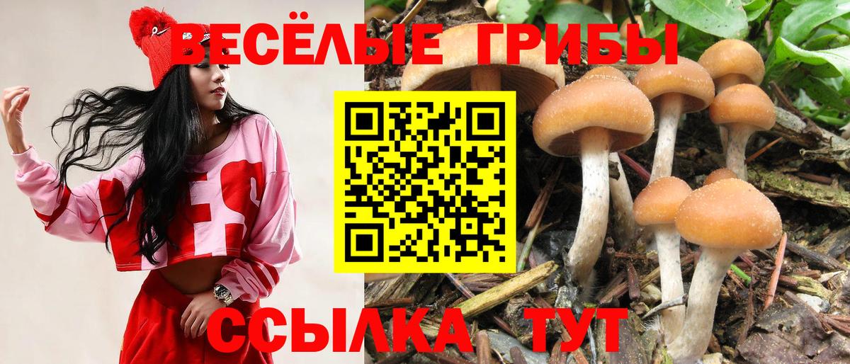 Псилоцибиновые грибы Psilocybe  Касимов 